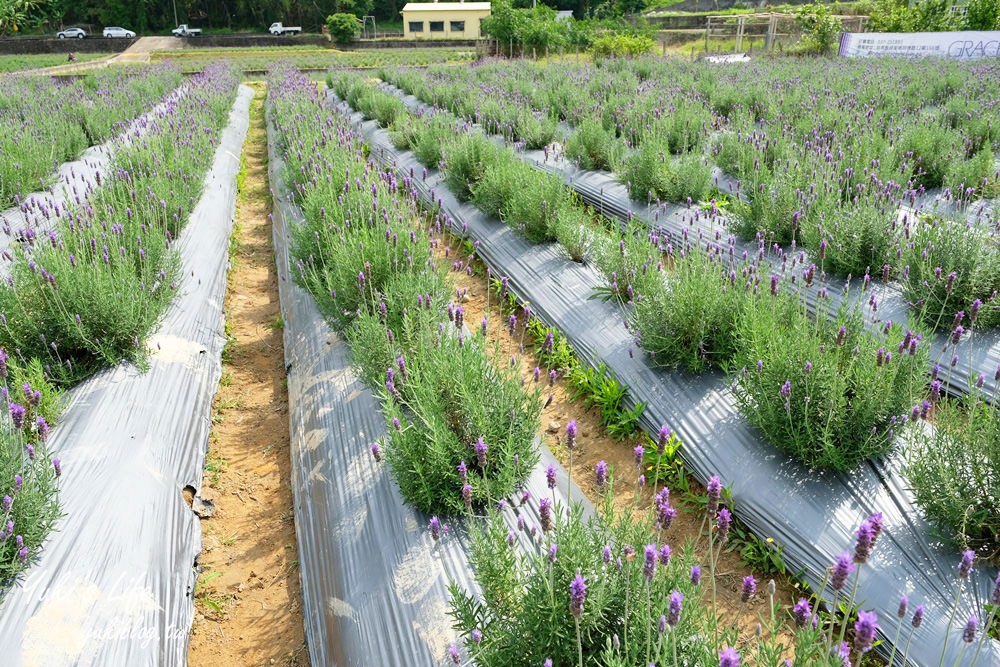 苗栗景點【葛瑞絲香草田】7千坪薰衣草花海免費逛×療癒景觀還能喝咖啡 - yuki.tw