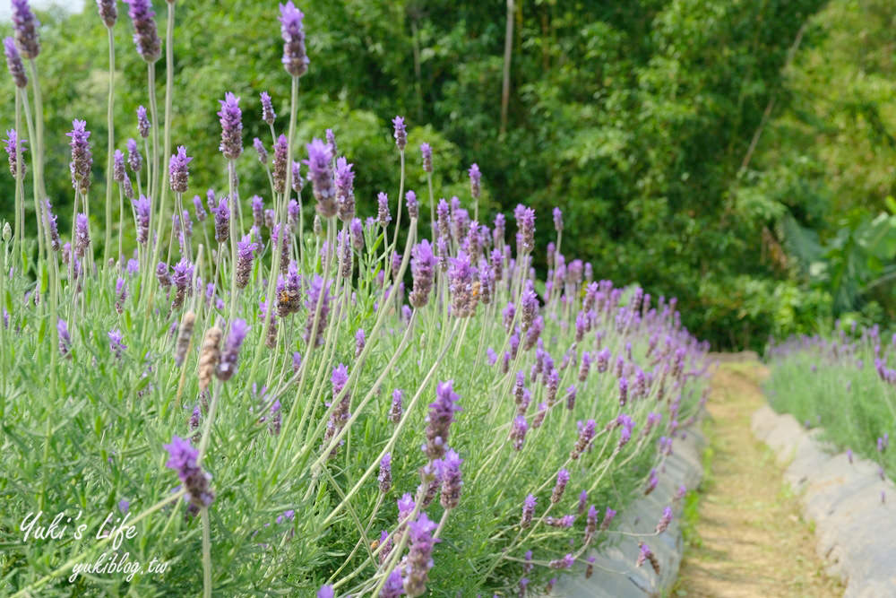 苗栗景點【葛瑞絲香草田】7千坪薰衣草花海免費逛×療癒景觀還能喝咖啡 - yuki.tw