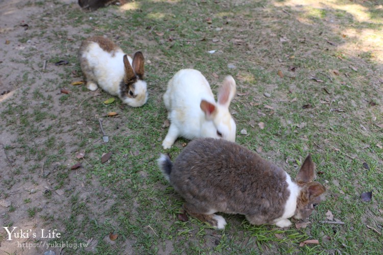 新北美食【TO House兔子庭園餐廳】親子寵物餐廳推薦×八里一日遊 - yuki.tw