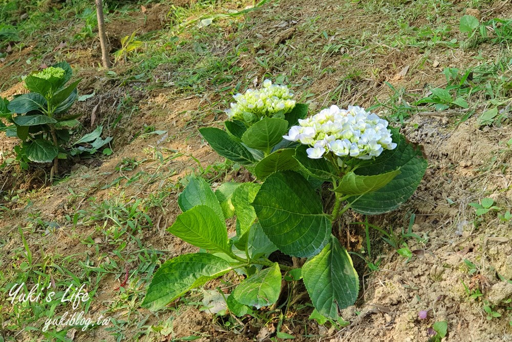 桃園美食》丸山咖啡，浪漫景觀餐廳，草皮溜滑梯親子好去處！ - yuki.tw