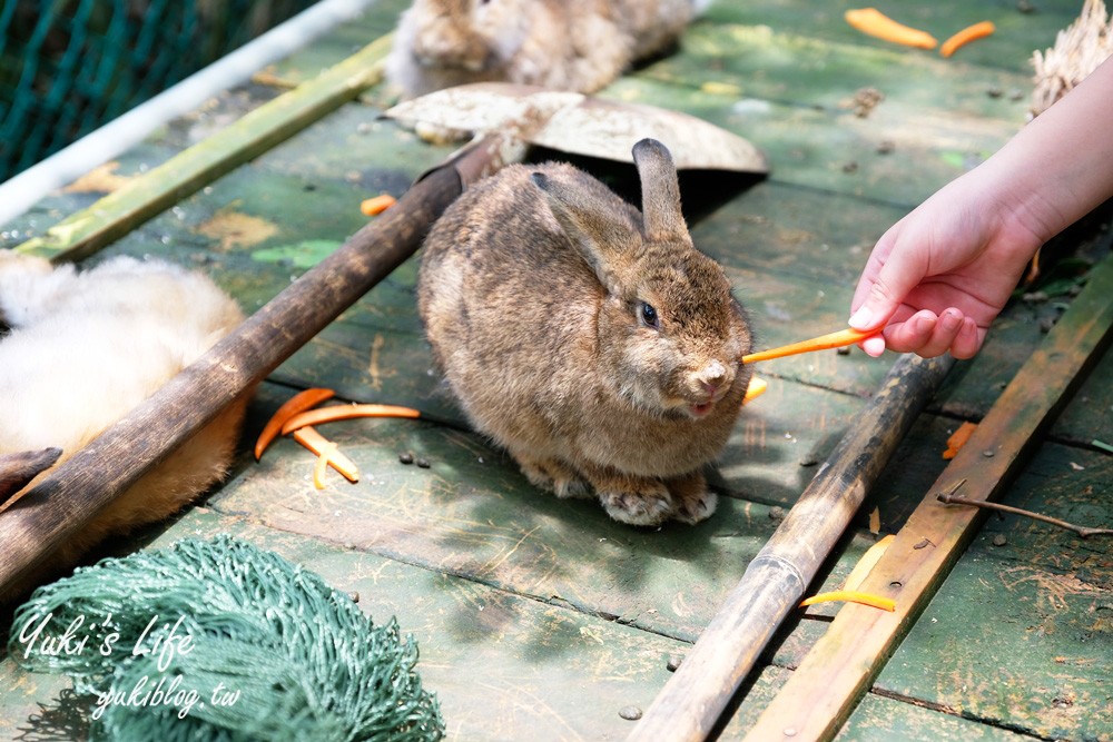 新北八里柚香農場(桃樂絲森林餐廳)小動物親子景觀餐廳、草皮沙坑、免門票 - yuki.tw