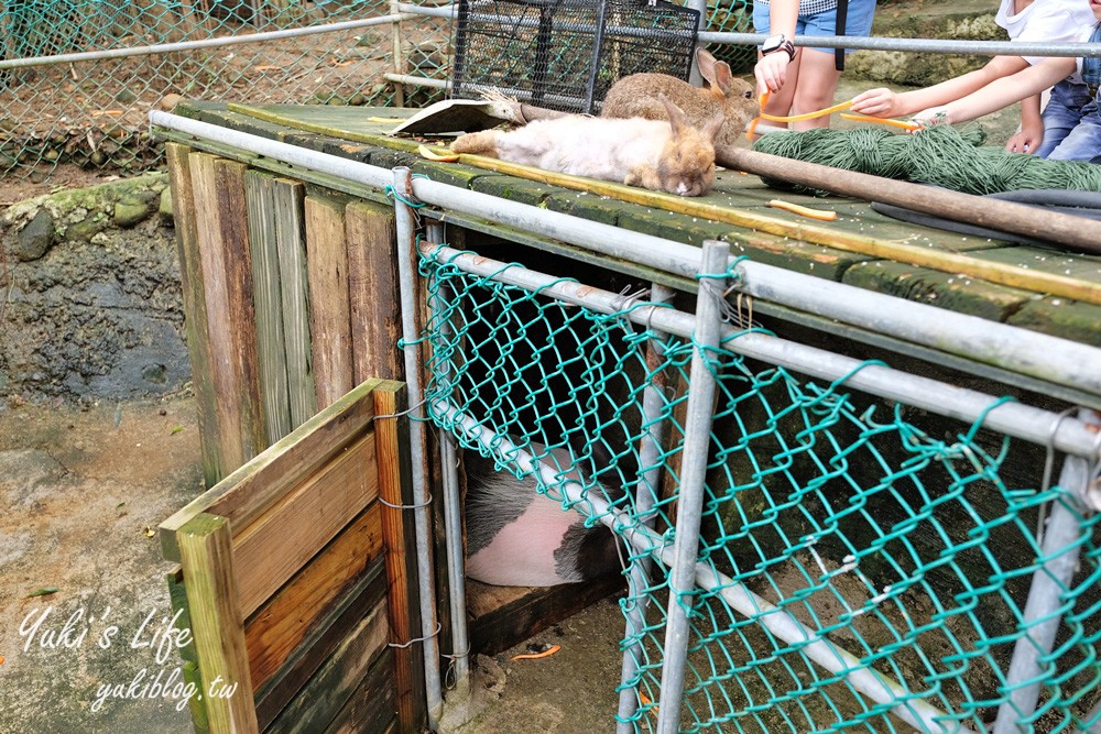 新北八里柚香農場(桃樂絲森林餐廳)小動物親子景觀餐廳、草皮沙坑、免門票 - yuki.tw