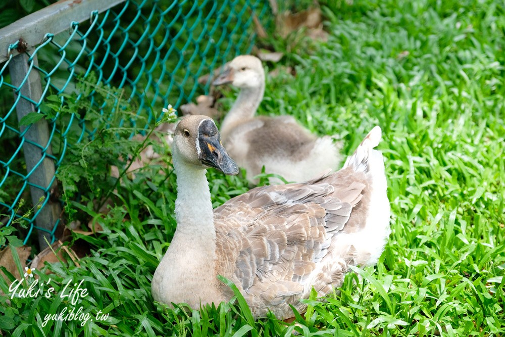 新北八里柚香農場(桃樂絲森林餐廳)小動物親子景觀餐廳、草皮沙坑、免門票 - yuki.tw