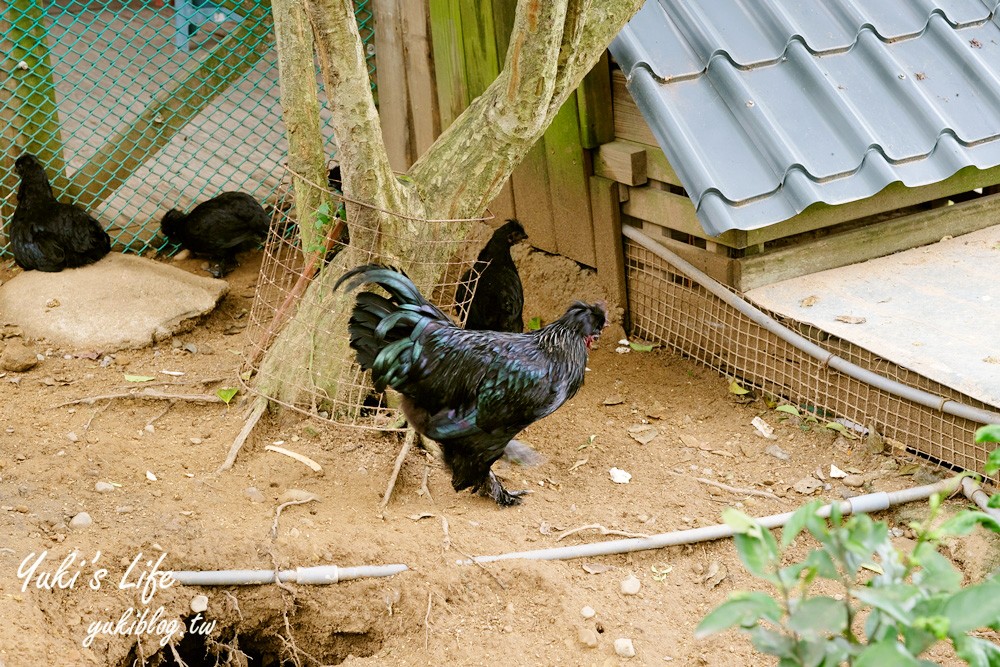 新北八里柚香農場(桃樂絲森林餐廳)小動物親子景觀餐廳、草皮沙坑、免門票 - yuki.tw