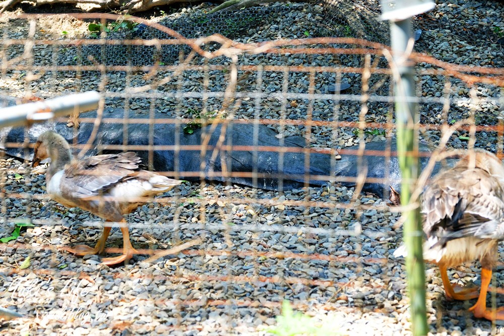 新北景點【準園休閒農場】假日親子草地野餐好去處×餵天竺鼠、釣螯蝦、窯烤披薩DIY - yuki.tw