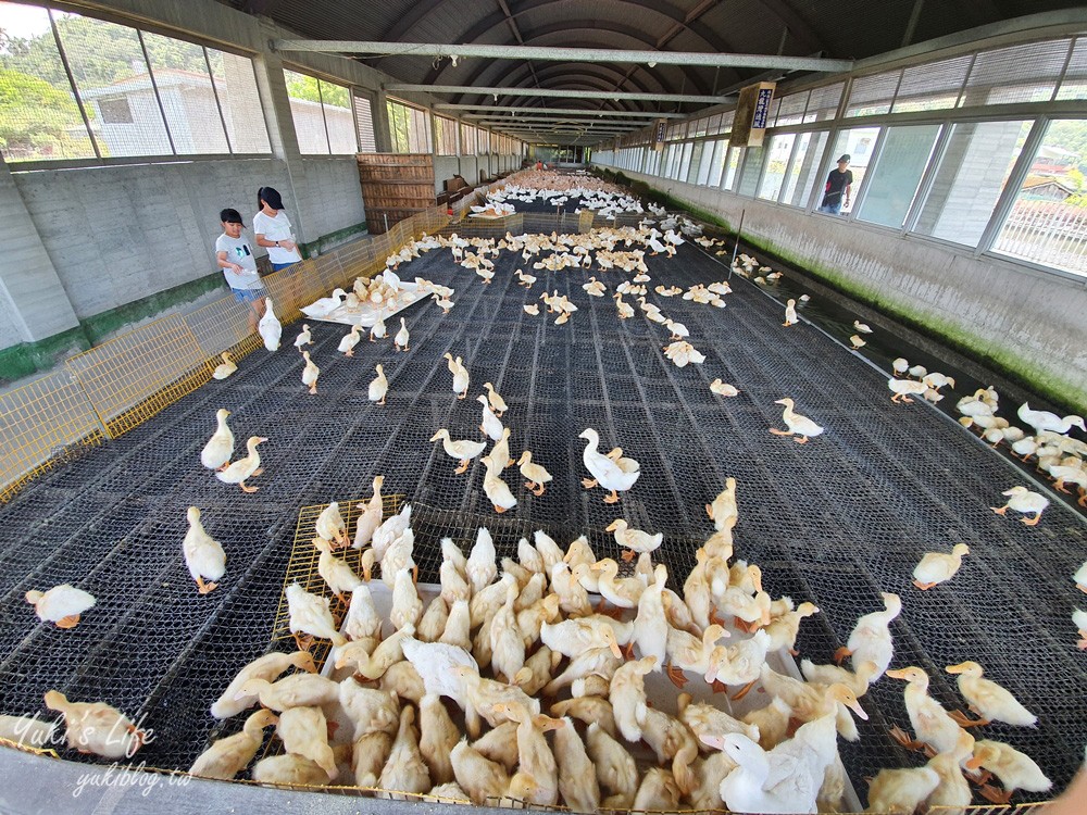 宜蘭親子景點【甲鳥園】五星級鴨寮玩水餵鴨鴨~鴨蛋蛋糕必吃~礁溪一日遊推薦 - yuki.tw