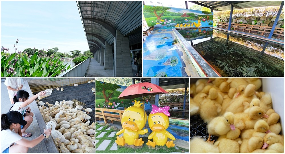 宜蘭親子景點【甲鳥園】五星級鴨寮玩水餵鴨鴨~鴨蛋蛋糕必吃~礁溪一日遊推薦