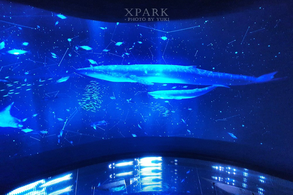 桃園親子景點『Xpark台灣八景島水族館』跟企鵝一起喝咖啡(門票、停車、一日遊行程) - yuki.tw