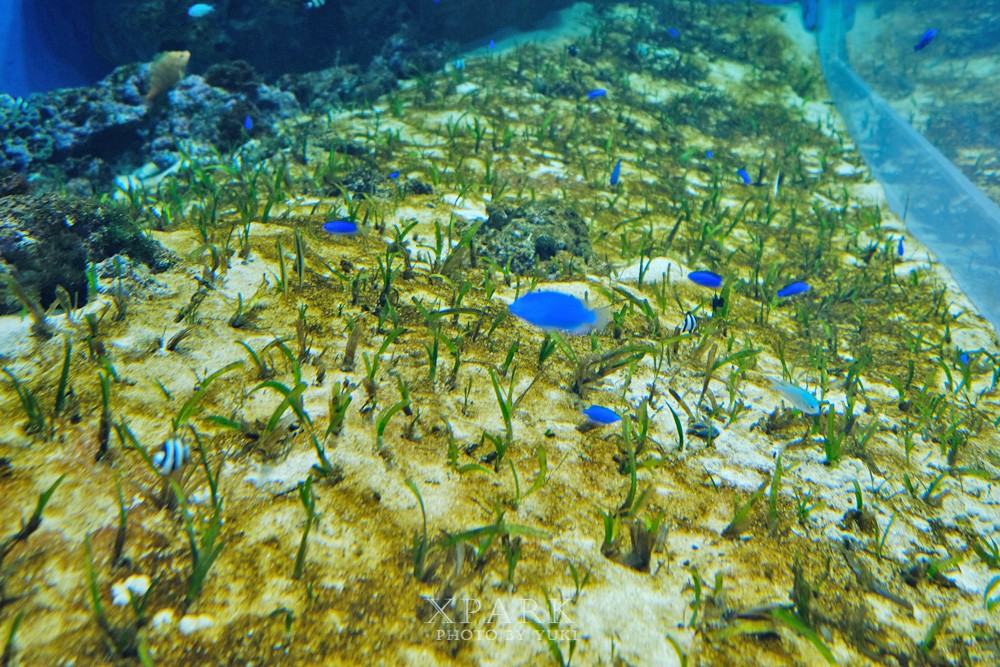 桃園親子景點『Xpark台灣八景島水族館』跟企鵝一起喝咖啡(門票、停車、一日遊行程) - yuki.tw