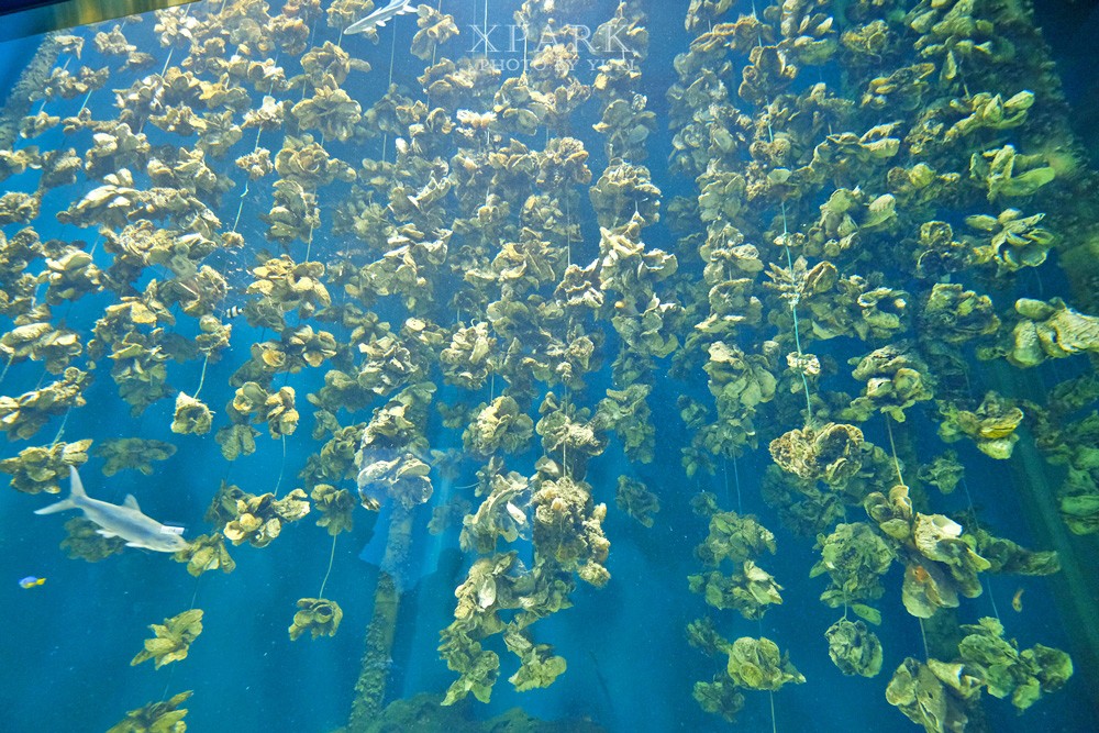 桃園親子景點『Xpark台灣八景島水族館』跟企鵝一起喝咖啡(門票、停車、一日遊行程) - yuki.tw