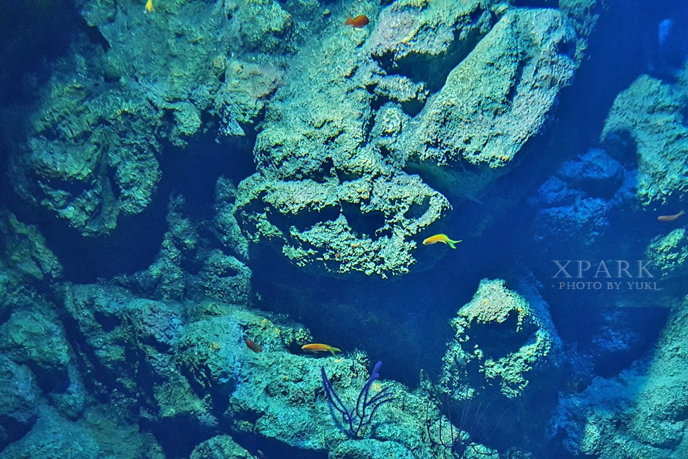 桃園親子景點『Xpark台灣八景島水族館』跟企鵝一起喝咖啡(門票、停車、一日遊行程) - yuki.tw