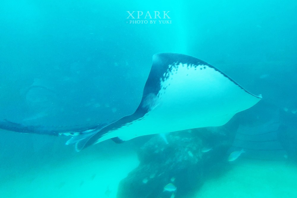 桃園親子景點『Xpark台灣八景島水族館』跟企鵝一起喝咖啡(門票、停車、一日遊行程) - yuki.tw