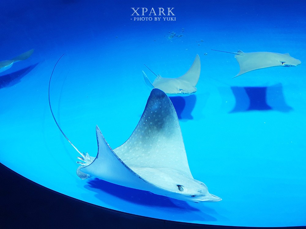 桃園親子景點『Xpark台灣八景島水族館』跟企鵝一起喝咖啡(門票、停車、一日遊行程) - yuki.tw