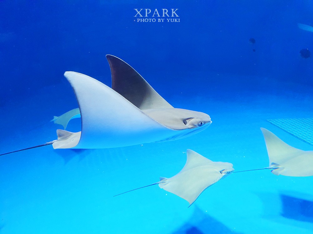 桃園親子景點『Xpark台灣八景島水族館』跟企鵝一起喝咖啡(門票、停車、一日遊行程) - yuki.tw