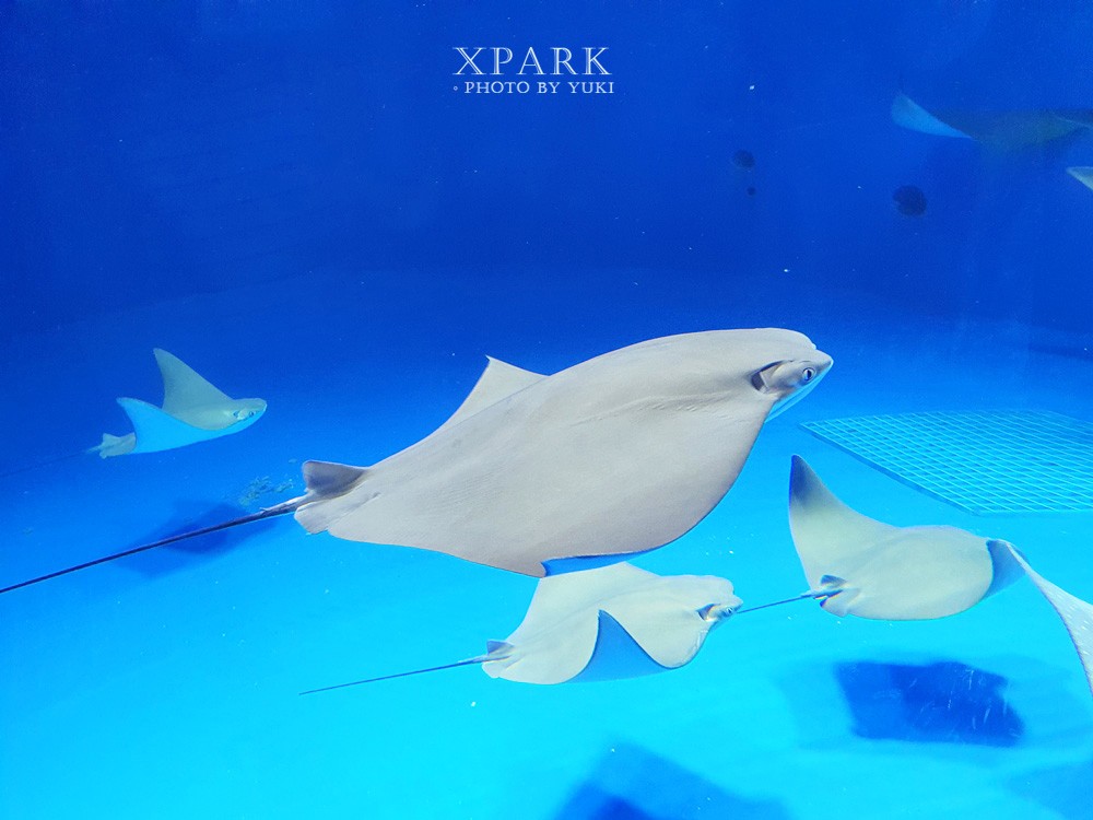 桃園親子景點『Xpark台灣八景島水族館』跟企鵝一起喝咖啡(門票、停車、一日遊行程) - yuki.tw