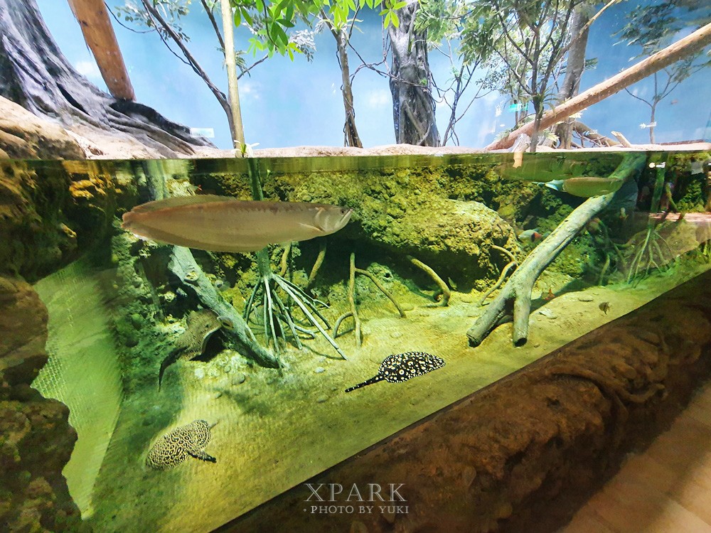 桃園親子景點『Xpark台灣八景島水族館』跟企鵝一起喝咖啡(門票、停車、一日遊行程) - yuki.tw