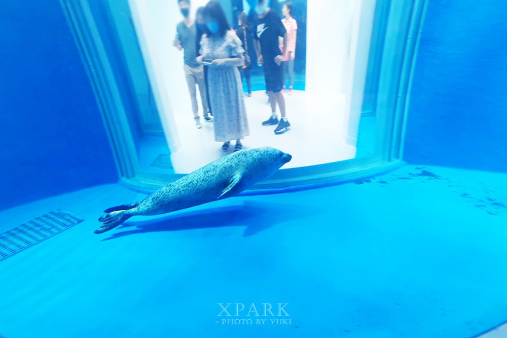 桃園親子景點『Xpark台灣八景島水族館』跟企鵝一起喝咖啡(門票、停車、一日遊行程) - yuki.tw