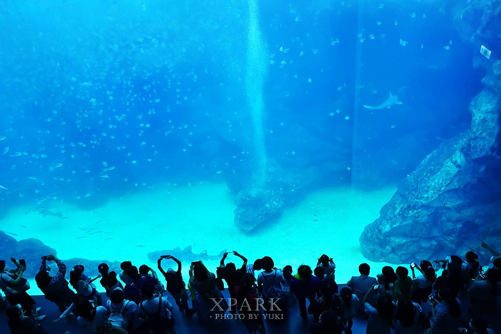 桃園親子景點『Xpark台灣八景島水族館』跟企鵝一起喝咖啡(門票、停車、一日遊行程) - yuki.tw