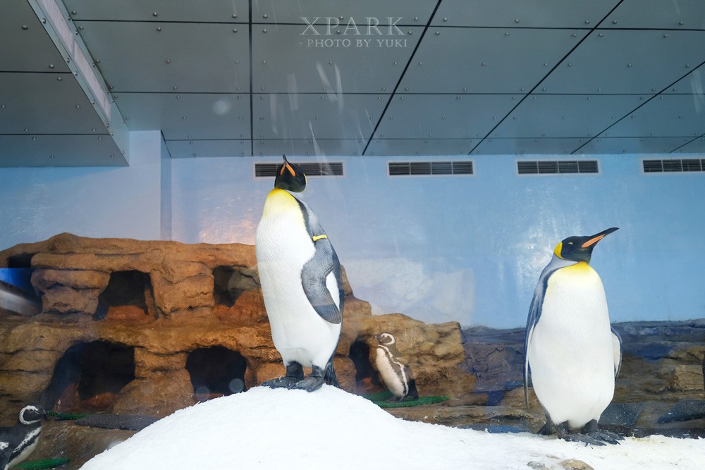 桃園親子景點『Xpark台灣八景島水族館』跟企鵝一起喝咖啡(門票、停車、一日遊行程) - yuki.tw