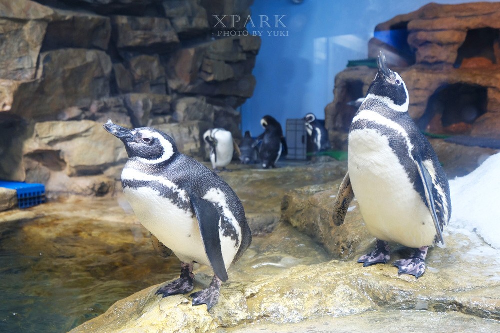 桃園親子景點『Xpark台灣八景島水族館』跟企鵝一起喝咖啡(門票、停車、一日遊行程) - yuki.tw