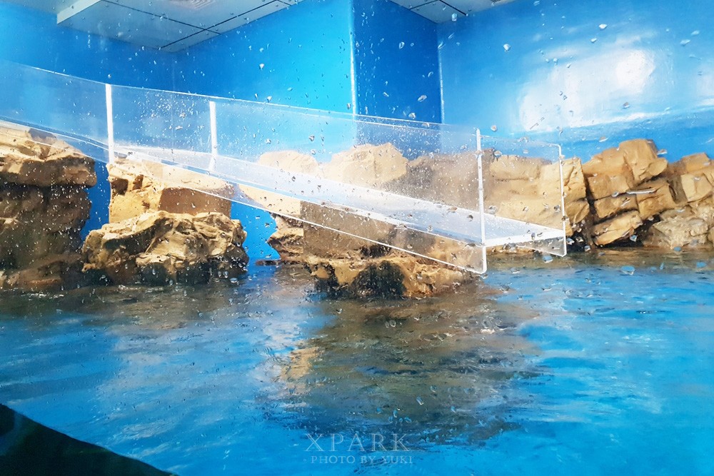 桃園親子景點『Xpark台灣八景島水族館』跟企鵝一起喝咖啡(門票、停車、一日遊行程) - yuki.tw