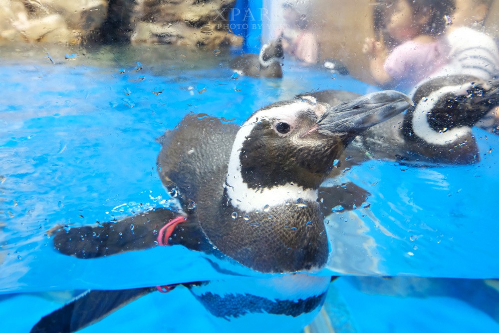 桃園親子景點『Xpark台灣八景島水族館』跟企鵝一起喝咖啡(門票、停車、一日遊行程) - yuki.tw