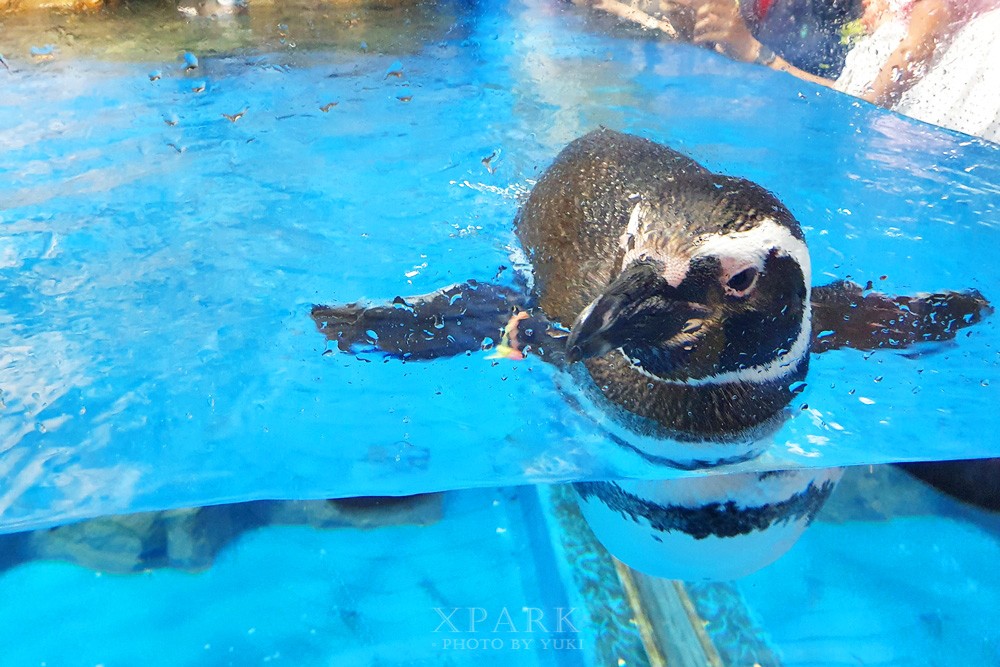 桃園親子景點『Xpark台灣八景島水族館』跟企鵝一起喝咖啡(門票、停車、一日遊行程) - yuki.tw