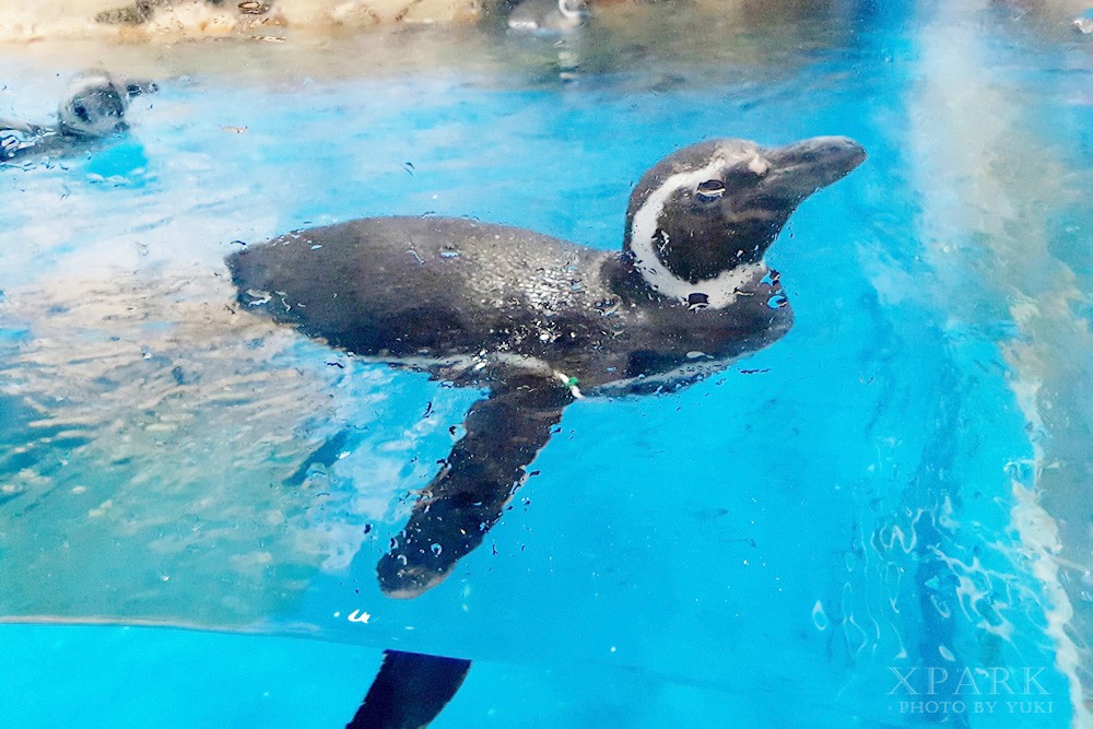 桃園親子景點『Xpark台灣八景島水族館』跟企鵝一起喝咖啡(門票、停車、一日遊行程) - yuki.tw