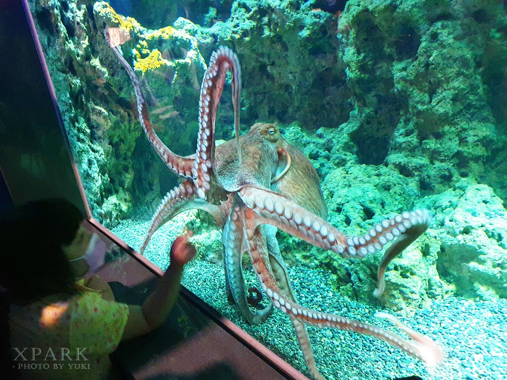 桃園親子景點『Xpark台灣八景島水族館』跟企鵝一起喝咖啡(門票、停車、一日遊行程) - yuki.tw