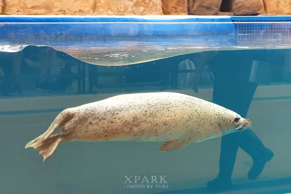 桃園親子景點『Xpark台灣八景島水族館』跟企鵝一起喝咖啡(門票、停車、一日遊行程) - yuki.tw