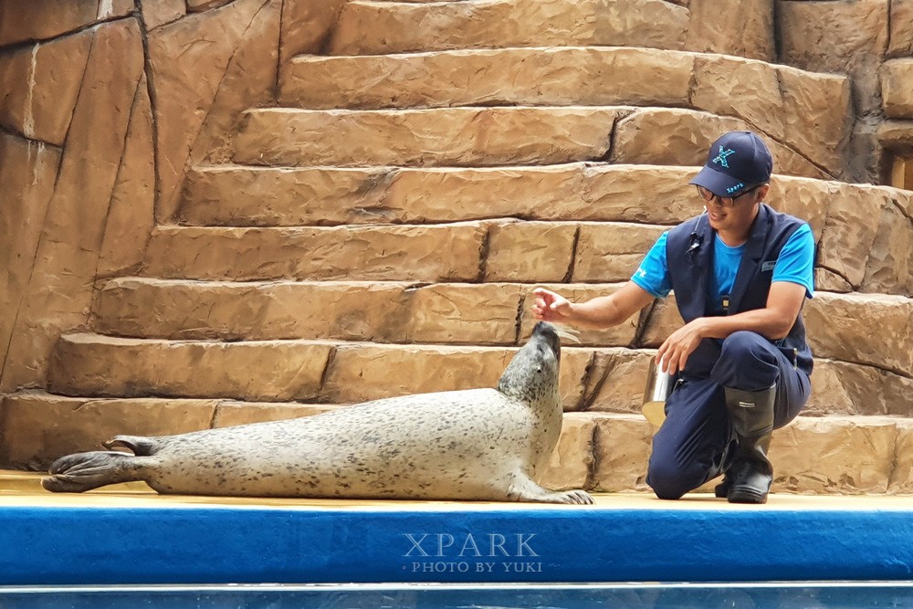 桃園親子景點『Xpark台灣八景島水族館』跟企鵝一起喝咖啡(門票、停車、一日遊行程) - yuki.tw