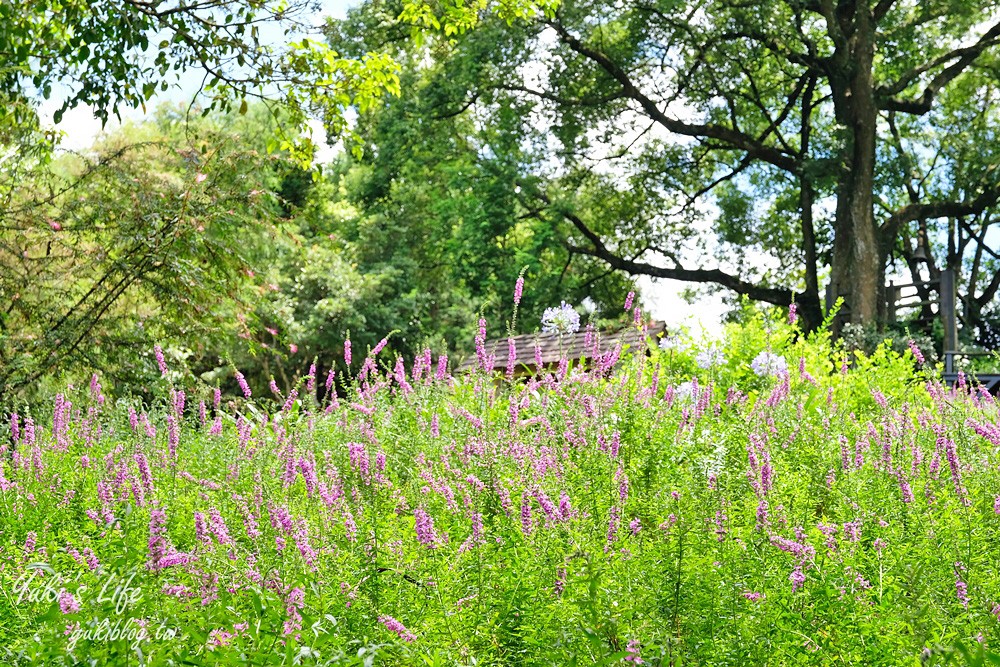 台中新社景點【薰衣草森林】森林旋轉木馬秘境~紫色浪漫花園~約會景觀餐廳 - yuki.tw