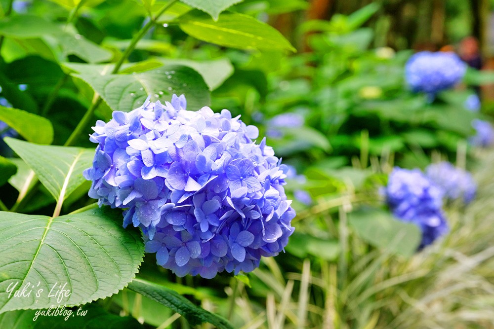 台中新社景點【薰衣草森林】森林旋轉木馬秘境~紫色浪漫花園~約會景觀餐廳 - yuki.tw