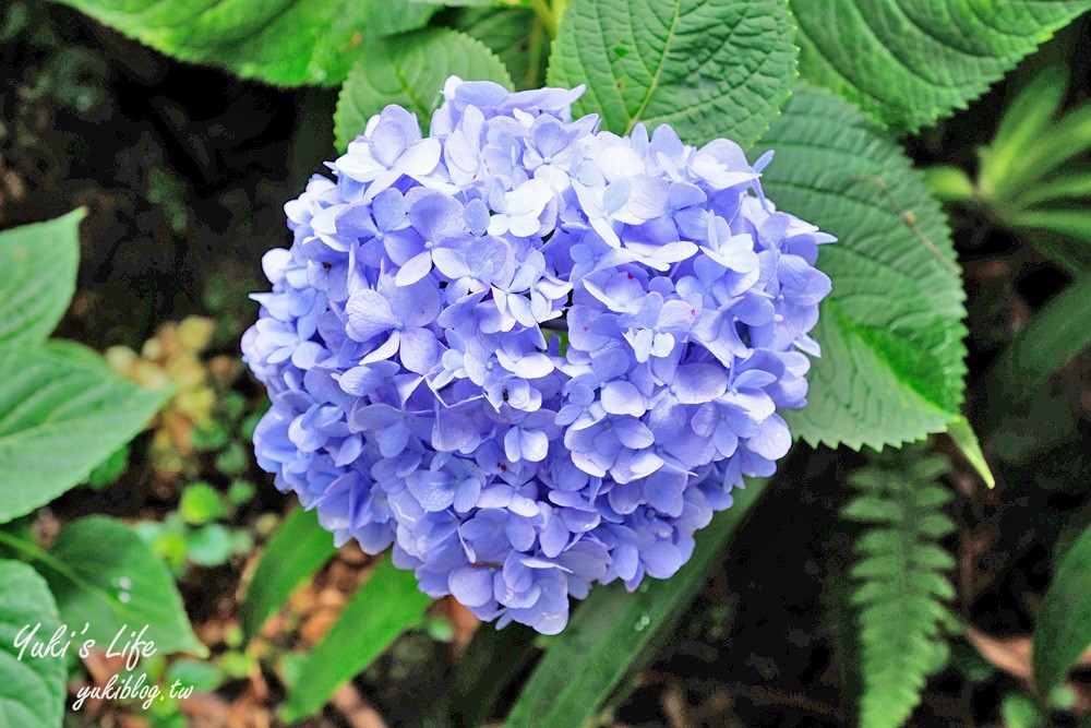 台中新社景點【薰衣草森林】森林旋轉木馬秘境~紫色浪漫花園~約會景觀餐廳 - yuki.tw