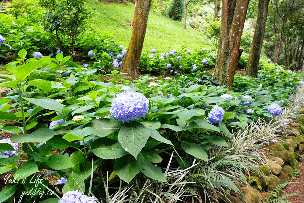 台中新社景點【薰衣草森林】森林旋轉木馬秘境~紫色浪漫花園~約會景觀餐廳 - yuki.tw