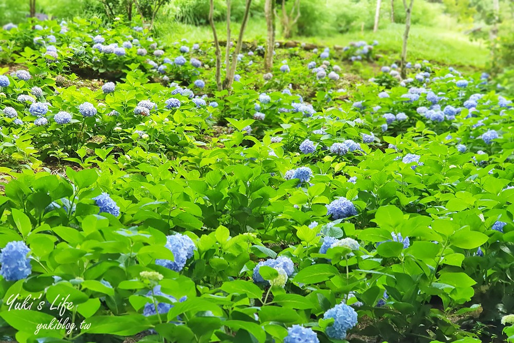 台中新社景點【薰衣草森林】森林旋轉木馬秘境~紫色浪漫花園~約會景觀餐廳 - yuki.tw