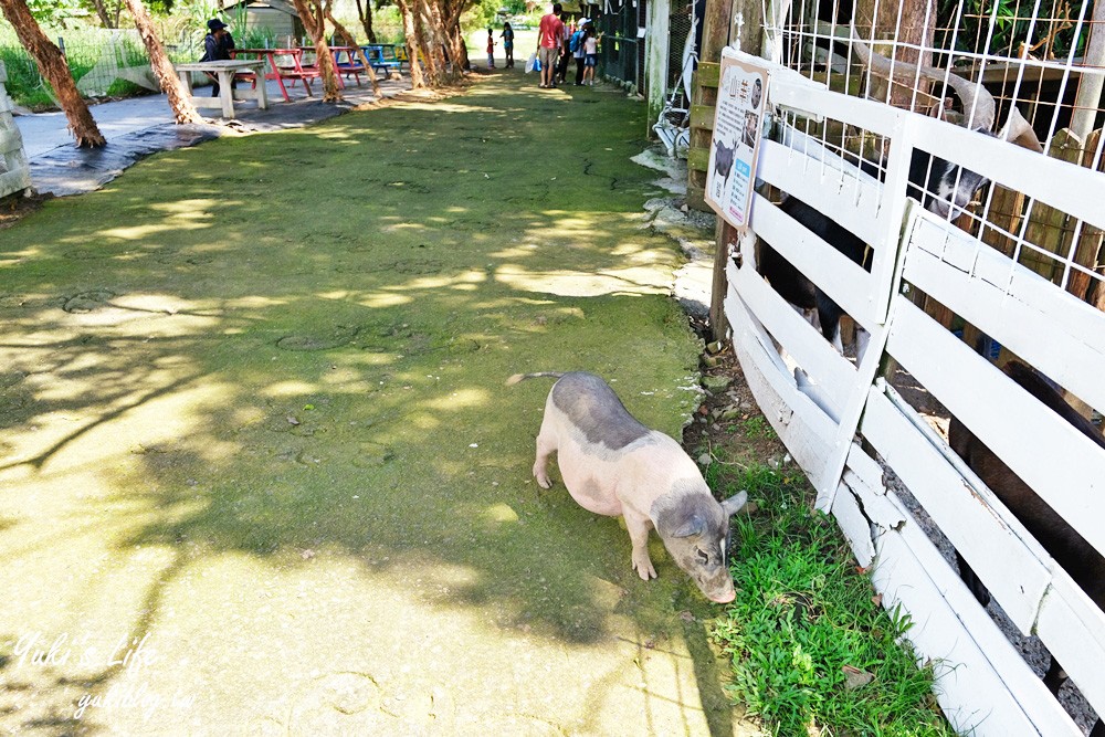 桃園大溪親子景點【富田花園農場】餵草泥馬餵小豬 浪漫水晶教堂 草泥馬冰棒 - yuki.tw