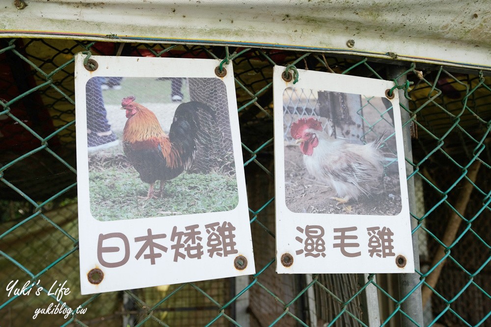 桃園大溪親子景點【富田花園農場】餵草泥馬餵小豬 浪漫水晶教堂 草泥馬冰棒 - yuki.tw