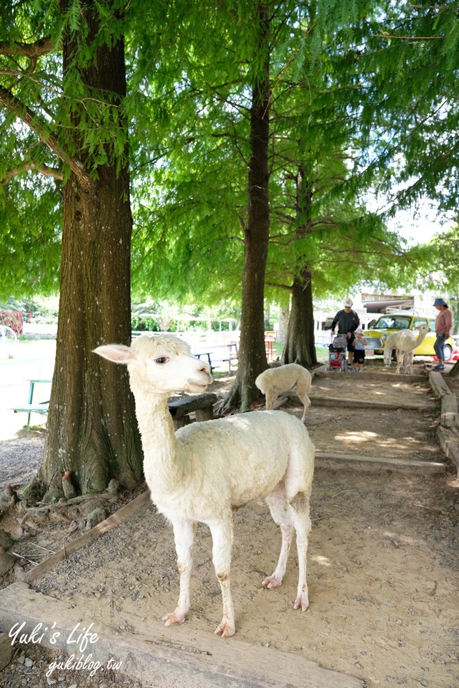 桃園大溪親子景點【富田花園農場】餵草泥馬餵小豬 浪漫水晶教堂 草泥馬冰棒 - yuki.tw