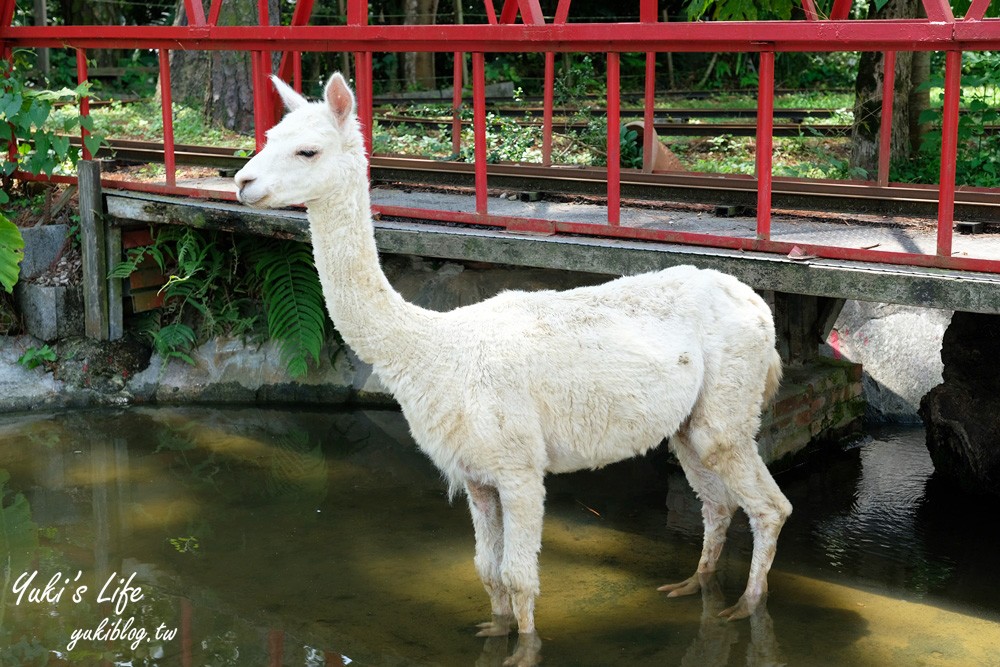 桃園大溪親子景點【富田花園農場】餵草泥馬餵小豬 浪漫水晶教堂 草泥馬冰棒 - yuki.tw