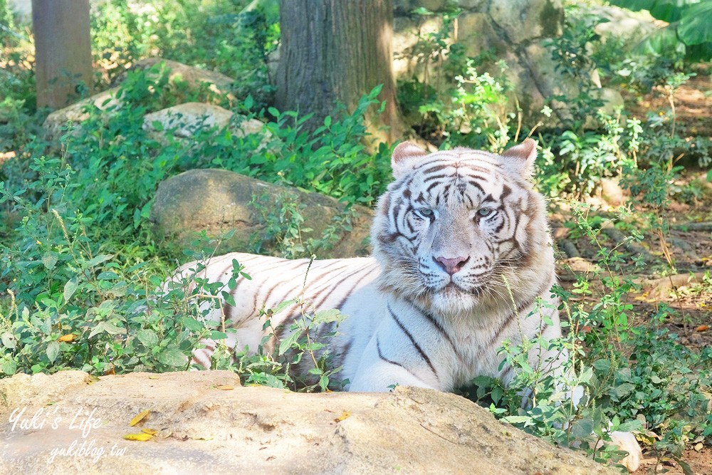 新竹景點|六福村攻略|親子一日遊暢玩5大主題,動物園,水樂園(門票) - yuki.tw