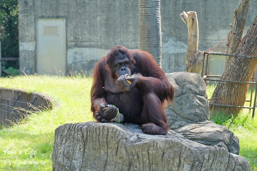 新竹景點|六福村攻略|親子一日遊暢玩5大主題,動物園,水樂園(門票) - yuki.tw