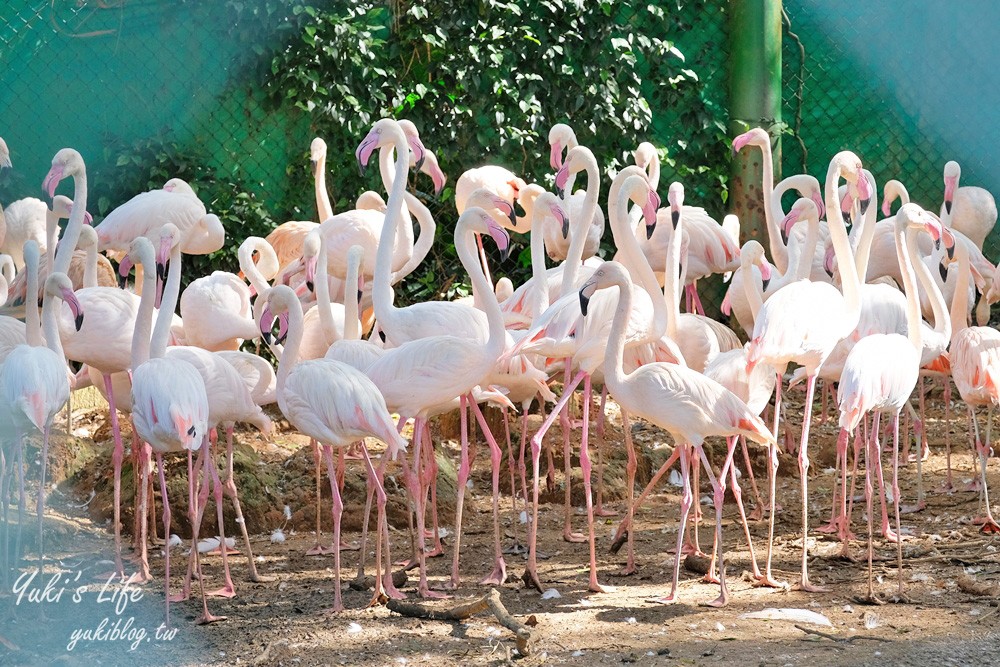 新竹景點|六福村攻略|親子一日遊暢玩5大主題,動物園,水樂園(門票) - yuki.tw