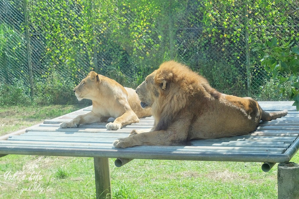 新竹景點|六福村攻略|親子一日遊暢玩5大主題,動物園,水樂園(門票) - yuki.tw