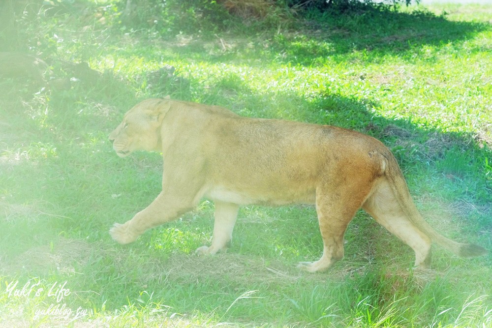 新竹景點|六福村攻略|親子一日遊暢玩5大主題,動物園,水樂園(門票) - yuki.tw