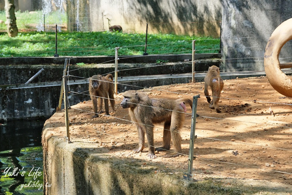 新竹景點|六福村攻略|親子一日遊暢玩5大主題,動物園,水樂園(門票) - yuki.tw