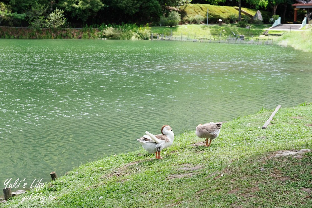 《心花鹿Fun》梅花湖新景點~天然萌草泥馬、梅花鹿、巴貝多綿羊療~讓你心花怒放 - yuki.tw