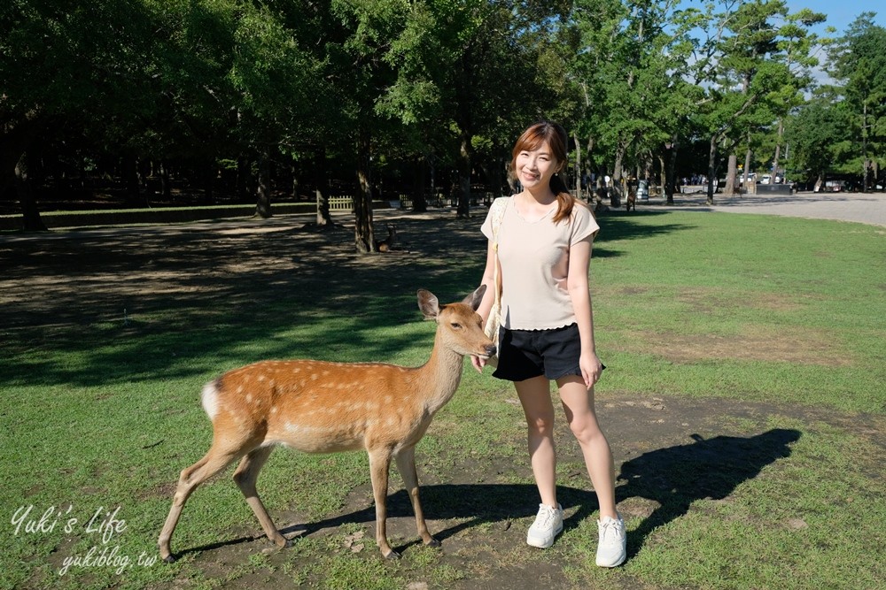 奈良一日遊推薦┃奈良公園┃親子賞鹿漫遊~專人接送交通全搞定！ - yuki.tw