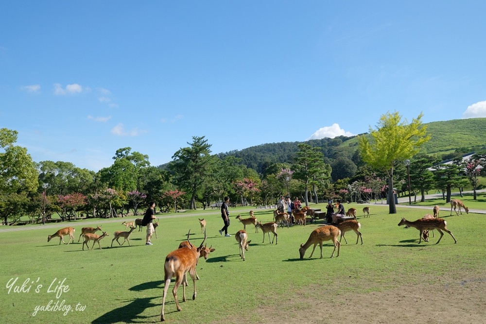 奈良一日遊推薦┃奈良公園┃親子賞鹿漫遊~專人接送交通全搞定！ - yuki.tw