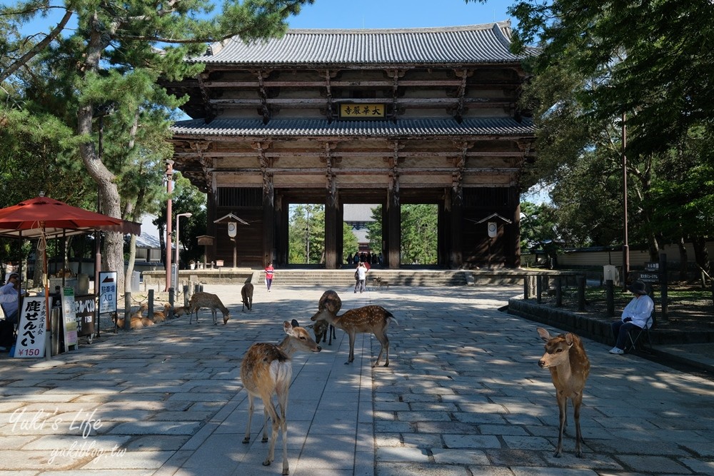 奈良一日遊推薦┃奈良公園┃親子賞鹿漫遊~專人接送交通全搞定！ - yuki.tw